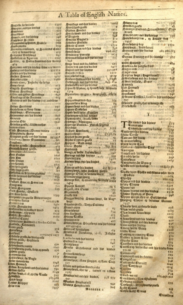 Ein altes Buch mit einer vergilbten Seite, die eine Tabelle mit englischen Namen in sauberer, geschwungener Schrift zeigt, die in Spalten mit einem dekorativen Rahmen unterteilt ist.