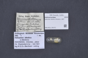 Eine kleine, zylindrische Pille mit einer weißen Kappe liegt auf einem Tisch neben einem Blatt Papier mit Text über "helixarion albellus", ein in den Niederlanden verwendetes Medikament.