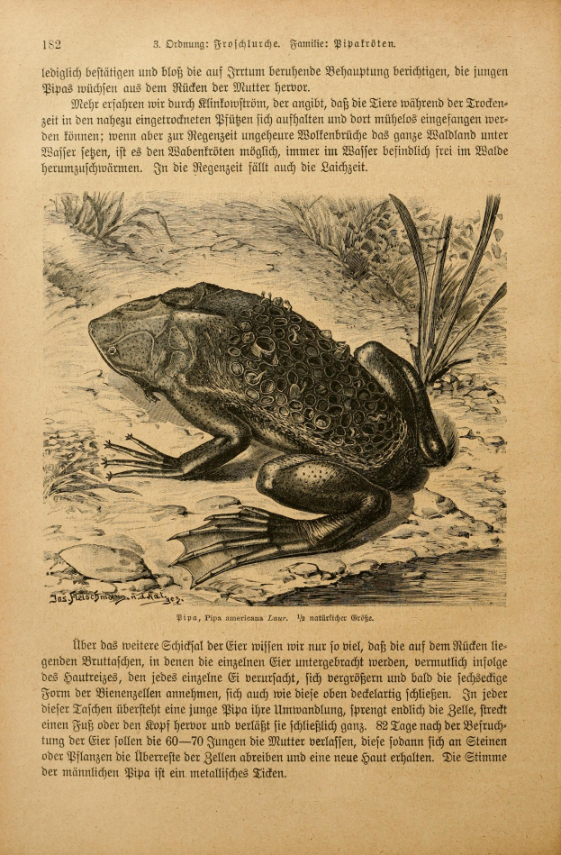 Ein altes Buchcover mit einer Zeichnung einer Kröte, umgeben von Text, die einen nostalgischen Touch vermittelt.