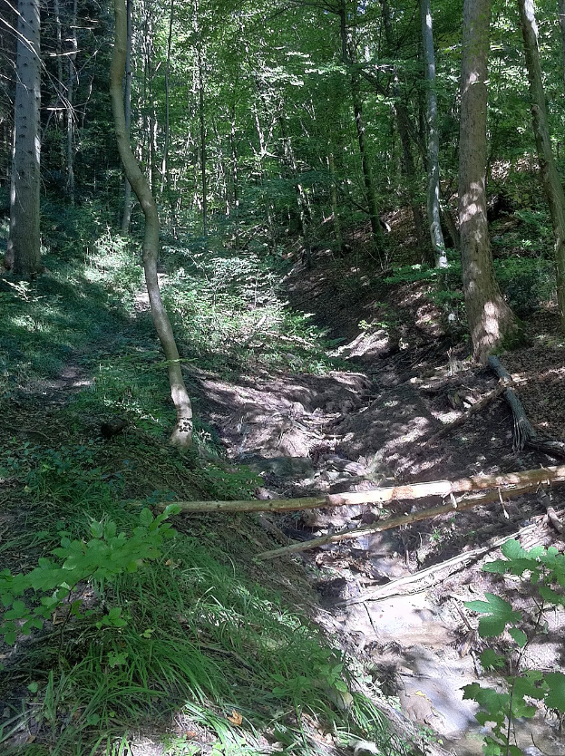 Ein gewundener Pfad durch ein schattiges, holzreiches Gebiet mit hohen Bäumen und leuchtenden Pflanzen, mit Text unten.