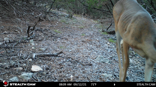 Ein Reh, das einen Schotterweg in einem bewaldeten Gebiet mit verstreuten Steinen und Bäumen entlanggeht, mit einem Text am unteren Rand, der 'Stealth Cam - Hirschjagd in Texas' lautet.