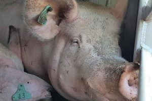 Zwei Schweine mit Ohrmarken liegen nebeneinander in einem Stall, mit einer Metallstange auf der rechten Seite und einem unbestimmten Objekt im Hintergrund.