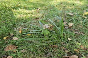 Eine kleine Pflanze in der Mitte einer üppigen grünen Wiese, umgeben von einer Mischung aus gelben und braunen trockenen Blättern, was auf den Herbst hinweist.