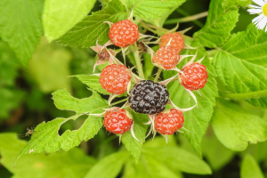 Ein Busch mit wilden Himbeeren, grünen Blättern und weißen und gelben Blumen, mit einem unscharfen Hintergrund.