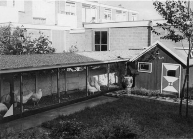 Schwarz-weißes Foto von Hühnern in einem Stall mit Gras, Pflanzen, B├Ąumen und einem Fenster im Hintergrund.