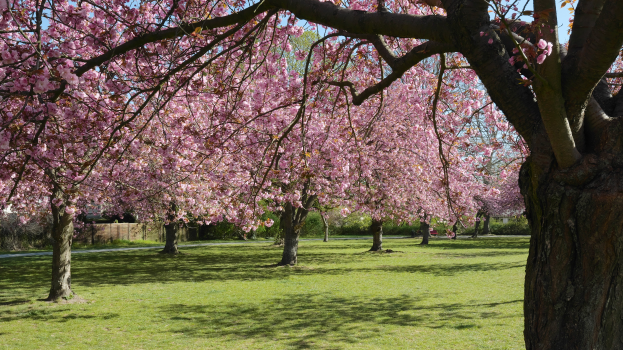 Ein Park mit grünem Gras, Kirschblüten an den Bäumen in voller Blüte und einem sichtbaren Himmel im Hintergrund.