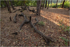 Trockene Blätter und Zweige auf dem Boden mit Pflanzen und Bäumen im Hintergrund.