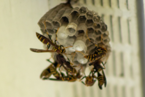 Ein Wespennest mit mehreren Honigbienen, die darumfliegen, vor einem unscharfen Hintergrund.