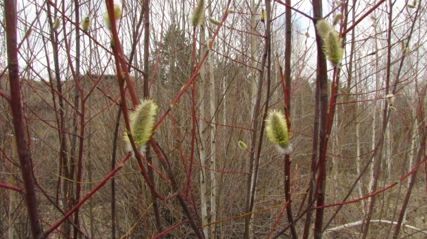 Eine Baumgruppe in einem bewaldeten Gebiet mit grüner Vegetation vor einem klaren blauen Himmel.