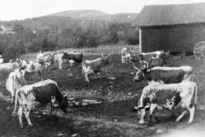 Eine Herde Rinder grast auf einer Wiese neben einem Stall, mit einem Wagen auf der rechten Seite, einem Zaun, Bäumen, Hügeln und einem klaren Himmel im Hintergrund.