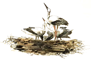 Ein detailliertes Gemälde von zwei Storken auf einem Nest aus Zweigen und Gras, mit langen Hälsen und Schnäbeln, die in die Ferne schauen, vor einem weißen Hintergrund.