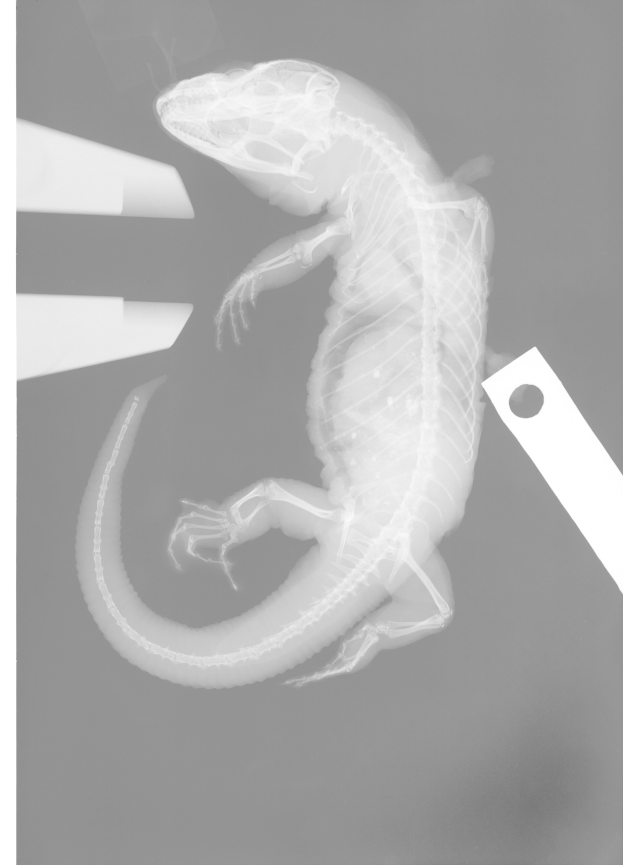 Röntgenbild einer Eidechse mit langer Schwanzflosse, schuppiger Haut, weiten Augen und leicht geöffnetem Mund auf schwarzem Hintergrund.