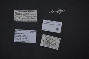 Drei Visitenkarten mit Text liegen auf einem schwarzen Tisch mit ein paar Münzen drumherum.