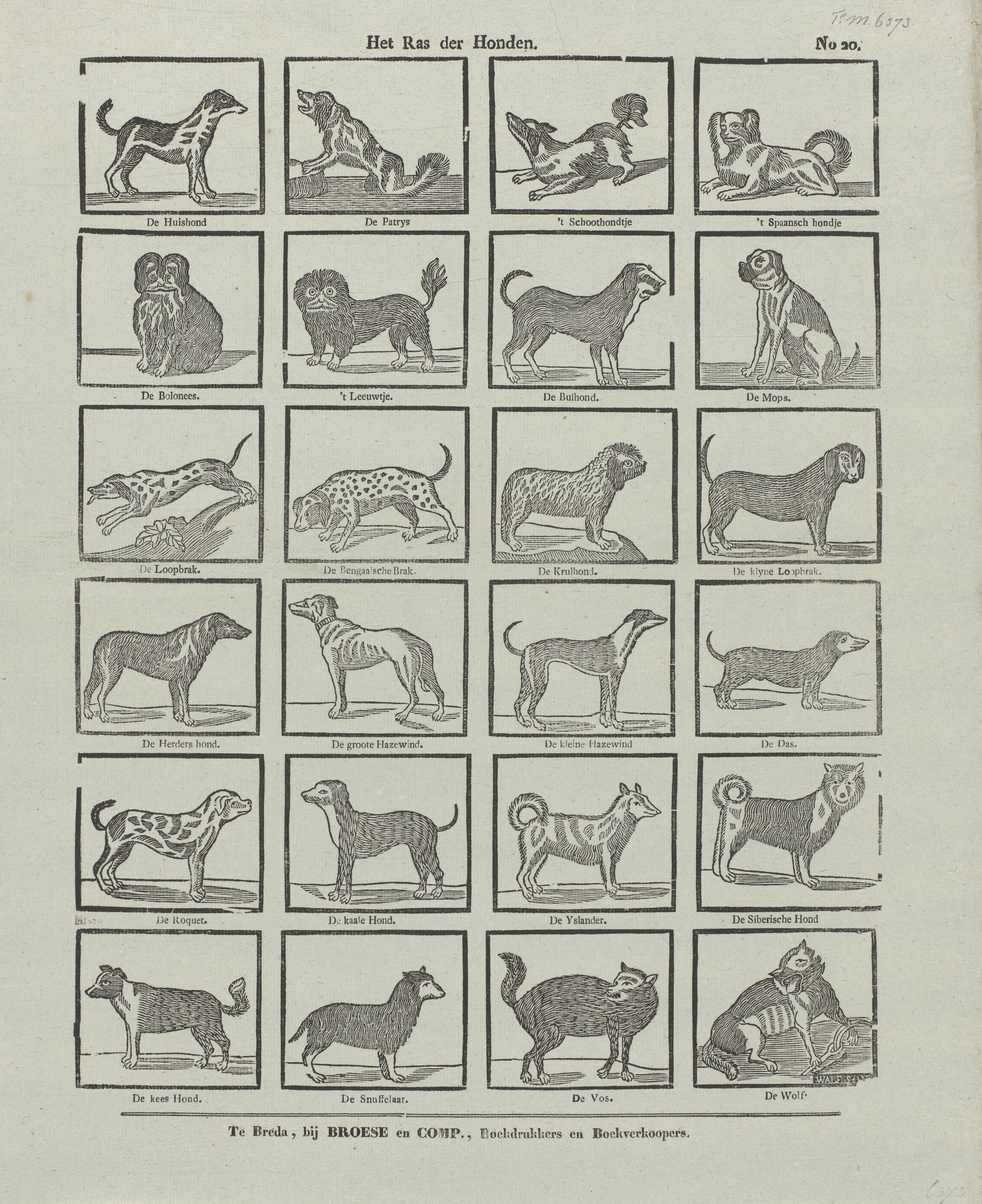 Offenes Buch mit Illustrationen und Beschreibungen verschiedener Hunderassen auf seinen Seiten.