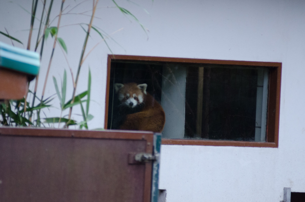 Ein roter Panda mit braun-weißem Fell sitzt in einem Fenster und schaut nach draußen, mit einem braunen Objekt links und einer weißen Wand im Hintergrund.
